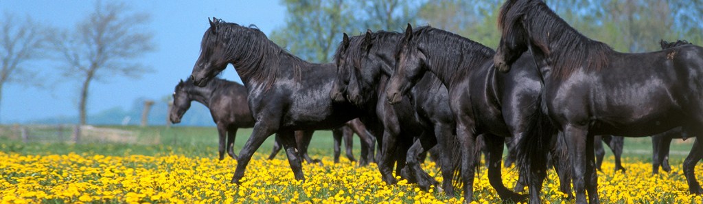 Cavalos pretos nas pastagens
